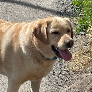 Meet your Posher, Hunter